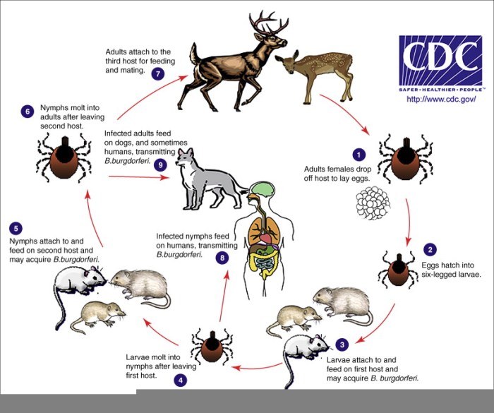 Ehrichiosis way of travel