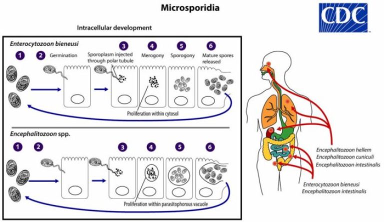 How does microsporidia lie to travel