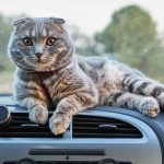 How to travel with a cat