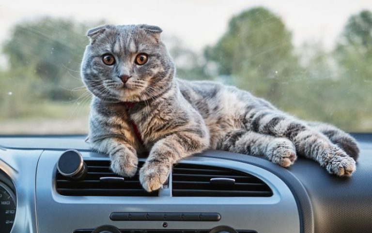 How to travel with a cat