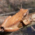 How far do spring peepers travel in fall