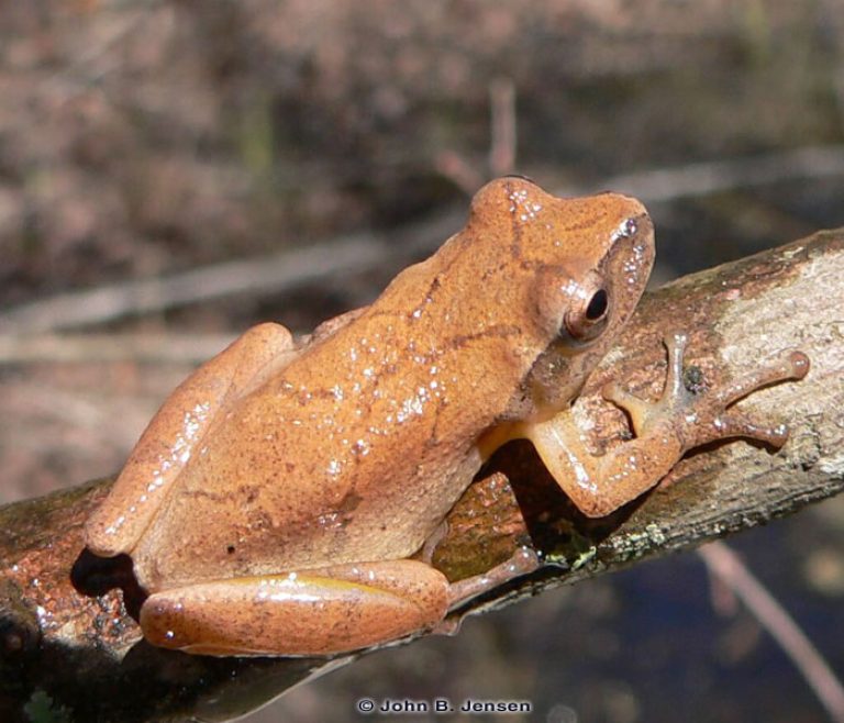 How far do spring peepers travel in fall